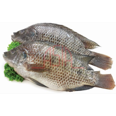 FROZEN TILAPIA GuttedScaled 750 - 950g 1kg x 10